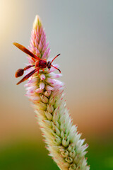 Big red insect eating on purple flower in sunny day. Macro photo of a bug in nature.