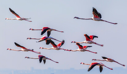Takeoff of a flock of flamingos on the sea