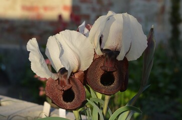 Blooming dwarf iris, scientific name Iris iberica subsp. elegantissima