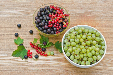 Black currant. Red currant. Gooseberry. Harvested berries in bowls.