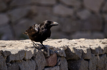 Canary Islands raven Corvus corax canariensis on a stone wall. The Nublo Rural Park. Tejeda. Gran Canaria. Canary Islands. Spain.