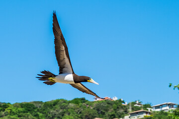 Voando no céu
