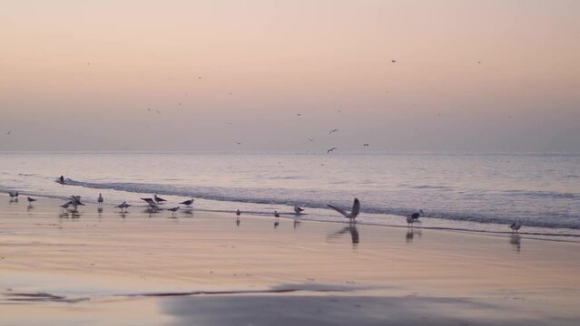 Seagulls on sea at sunrise of sunny day on morning. Flock of sea birds fly at beach. Bright pink dawn. At Mandvi beach, Kutch, India.