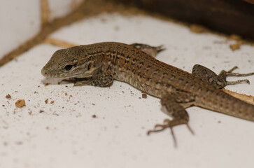 Juvenile Gran Canaria giant lizard Gallotia stehlini. Cruz de Pajonales. Tejeda. Gran Canaria. Canary Islands. Spain.