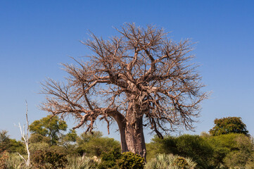 Fototapeta na wymiar African baobab, Adansonia digitata / African Baobab in Namibia, Africa.