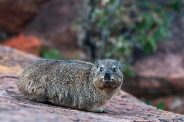 Rock hyrax, Procavia capensis / Rock dassie, on the Waterberg Plateau in Namibia, Africa