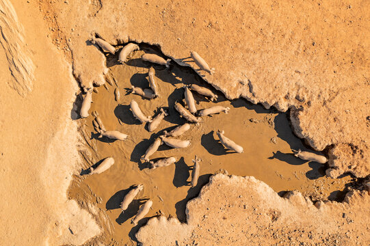 Aerial view of pigs in a mud water hole, Evora, Portugal.