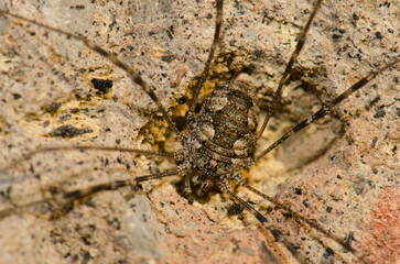Harvestman Phalangium opilio on a rock. Male. Cruz de Pajonales. Integral Natural Reserve of Inagua. Tejeda. Gran Canaria. Canary Islands. Spain.