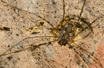 Harvestman Phalangium opilio on a rock. Male. Cruz de Pajonales. Integral Natural Reserve of Inagua. Tejeda. Gran Canaria. Canary Islands. Spain.
