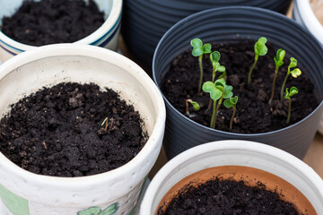 Vegetable seedlings in the small  pots with black soil, radish sprouts growing in pot indoors in spring time, planting concept 