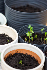 Vegetable seedlings in the small  pots with black soil, radish sprouts growing in pot indoors in spring time, planting concept 