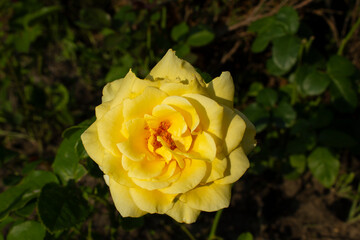 yellow rose in the green summer garden bush