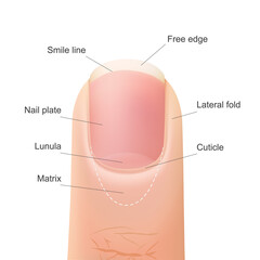 diagram of the structure of the nail - obrazy, fototapety, plakaty