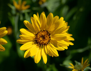 Balsam Root