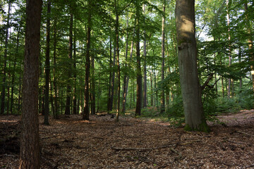 Panorama of a summer forest with large trees.