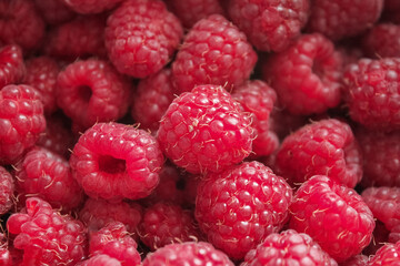 Close-up of large ripe bright red raspberries background. Copy space