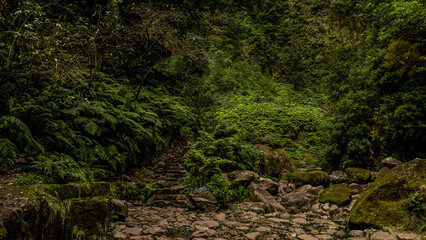 Fototapeta na wymiar Madeira - Queimadas – Levada do Caldeirao Verde