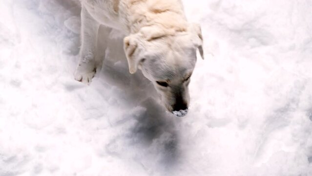 Adorable dog outside in winter beautiful and gorgeous retriver playing with joy and tasting snow with tongue.