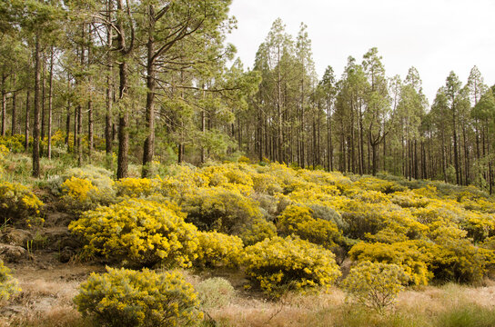 Forest of Canary Island pine Pinus canariensis and undergrowth of Teline microphylla in flower. Tejeda. Gran Canaria. Canary Islands. Spain.