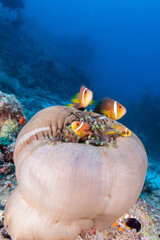 Clownfish and Closed Anemone