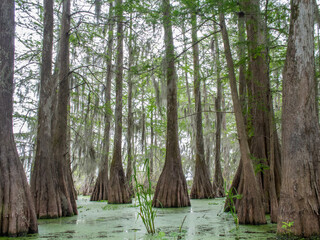 Louisiana Bayou with Tall Trees