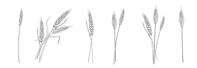 Set of different branches of wheat on white background. - 485653966