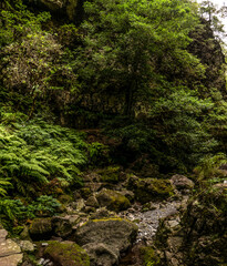 Madeira - Queimadas – Levada do Caldeirao Verde