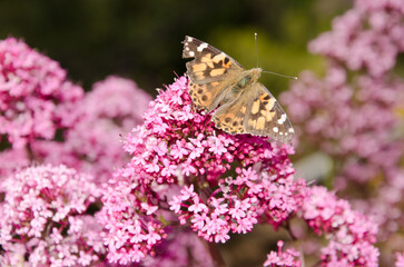 Butterfly painted lady Vanessa cardui on flowers of red valerian Centranthus ruber. Cueva Grande....