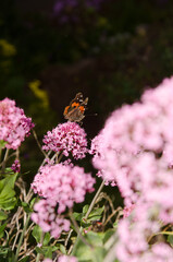 Butterfly painted lady Vanessa cardui feeding on flowers of red valerian Centranthus ruber. San Mateo. Gran Canaria. Canary Islands. Spain.