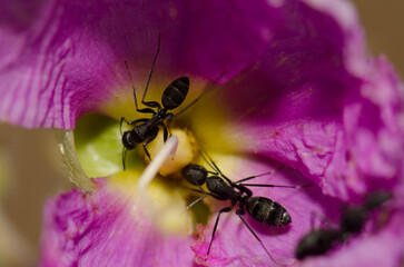 Ants Camponotus feae on a flower of Cistus horrens. Integral Natural Reserve of Inagua. Gran Canaria. Canary Islands. Spain.