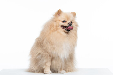 spitz alemão caramelo em fundo branco
