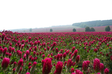 field of Clover