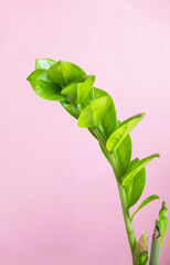 Young Zamioculcas branch on pink background.Cultivated Zamioculcas Zamiifolia houseplant. Vertical. Copy space.