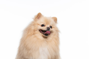 Obraz premium spitz alemão caramelo em fundo branco 