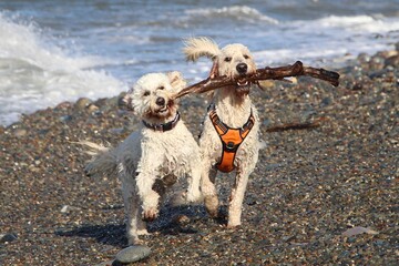 Two goldendoodles sharing a stick on the beach in north wales