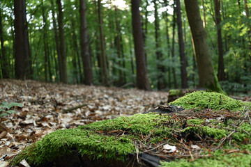 Forest moss against the background of trees and fallen leaves.