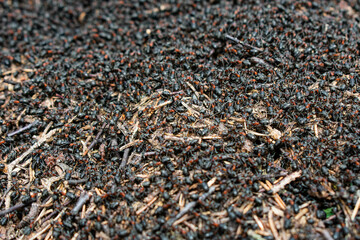 Fototapeta premium Ants in the forest, anthill, Brdy 