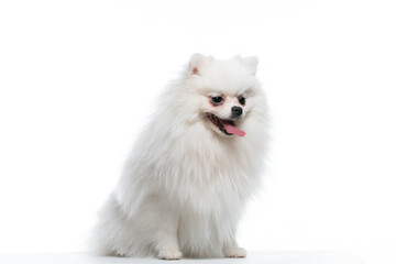 spitz branco em estudio fotográfico em fundo branco