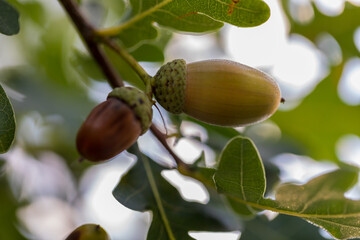 Obraz premium The fruits of acorns. Closeup of acorns fruit in an oak tree on a blurry green background.Fall is coming.