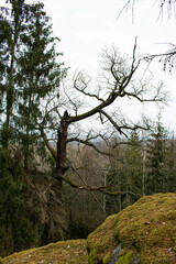 trees in the mountains Lubenec	