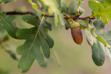 The fruits of acorns. Closeup of acorns fruit in an oak tree on a blurry green background.Fall is...