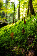 moss on the tree, Bily potok, Sumava