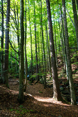 Obraz premium path in the forest Bily potok, Sumava 