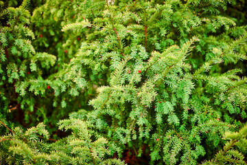 Evergreen European yew tree foliage close up, Taxus baccata tree, green evergreen tree branches