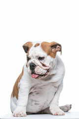Buldogue Ingles bebê em fundo branco