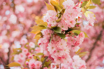Close up of blossom Sakura pink flowers. Bokeh blurred background. Easter Sunny banner. Beautiful nature scene with blooming tree, womans Day