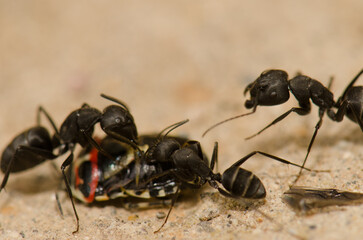 Ants Camponotus feae cutting up a shield bug Euryderma ornata. Integral Natural Reserve of Inagua. Tejeda. Gran Canaria. Canary Islands. Spain.