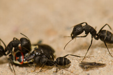 Ants Camponotus feae cutting up a shield bug Euryderma ornata. Integral Natural Reserve of Inagua. Tejeda. Gran Canaria. Canary Islands. Spain.