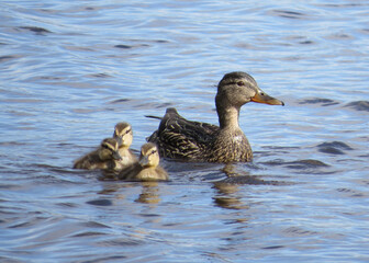 Mallard Duck Mama with her ducklings