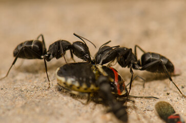 Ants Camponotus feae cutting up a shield bug Euryderma ornata. Integral Natural Reserve of Inagua. Tejeda. Gran Canaria. Canary Islands. Spain.